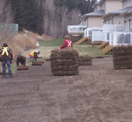 MDL Landscaping photo 4